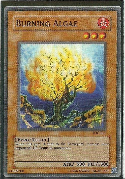 kduy IOC-062 Burning Algae – COMMON