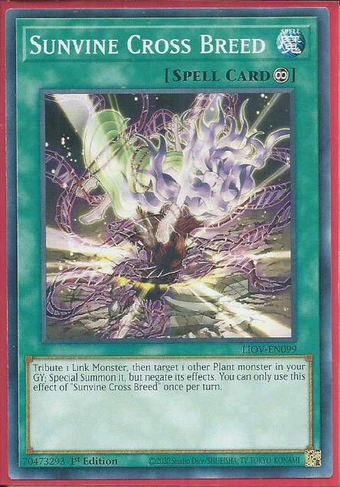 LIOV-EN099 Sunvine Cross Breed – Common