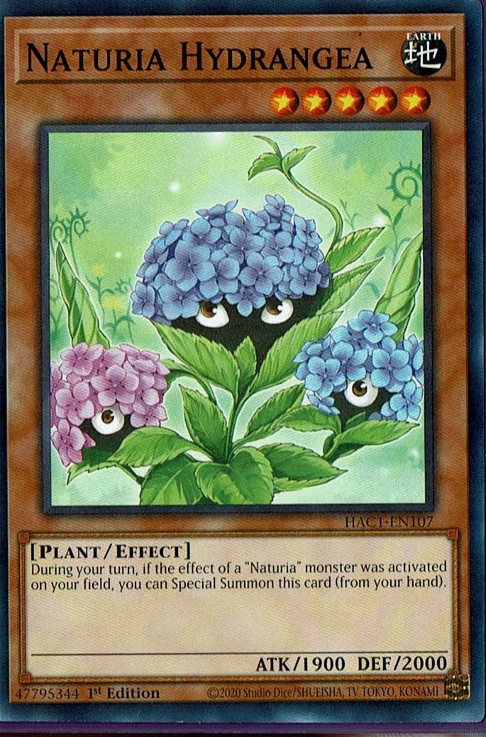 HAC1-EN107 Naturia Hydrangea – Common