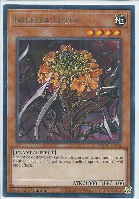 VASM-EN052 Ibicella Lutea – Rare