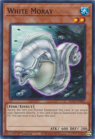 BLC1-EN051 - White Moray - Common